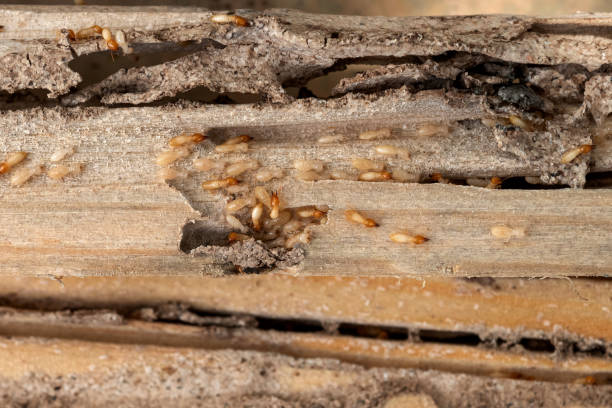 Best Ant Control Services  in Babbitt, MN